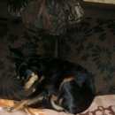 Подробнее об объявлении «Пропала собака той-терьер Санкт-Петербург» Фото: пропала собака Русский той-терьер «Пропала собака той-терьер Санкт-Петербург» в г. Санкт-Петербург