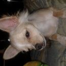 Подробнее об объявлении «Нижний Новгород Пропала собака кобель» Фото: пропала собака Чихуахуа «Нижний Новгород Пропала собака кобель» в г. Нижний Новгород