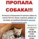 Подробнее об объявлении «Бронницы Пропала собака» Фото: пропала собака  «Бронницы Пропала собака» в г. Бронницы