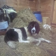 Подробнее об объявлении «Конаково Пропала собака в новозавидовском вблизи платф.завидово» Фото: пропала собака  «Конаково Пропала собака в новозавидовском...» в г. Конаково