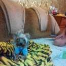 Подробнее об объявлении «Симферополь Пропала собака» Фото: пропала собака  «Симферополь Пропала собака» в г. Симферополь