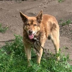 Подробнее об объявлении «Пропала собака кобель Сухой Лог» Фото: пропала собака  «Пропала собака кобель Сухой Лог» в г. Сухой Лог