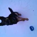 Подробнее об объявлении «Новосибирск Пропала собака кобель» Фото: пропала собака Немецкая овчарка «Новосибирск Пропала собака кобель» в г. Новосибирск