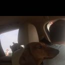 Подробнее об объявлении «Чехов Пропала собака» Фото: пропала собака Такса «Чехов Пропала собака» в г. Чехов