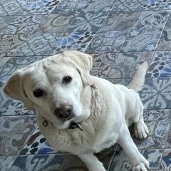 Подробнее об объявлении «Тбилиси Пропала собака 8 января в шиндиси лабрадор» Фото: пропала собака Лабрадор ретривер «Тбилиси Пропала собака 8 января в шиндиси лабрадор» в г. Тбилиси