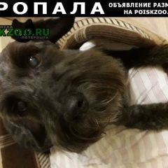 Подробнее об объявлении «Пропала собака кобель Екатеринбург» Фото: пропала собака  «Пропала собака кобель Екатеринбург» в г. Екатеринбург