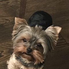 Подробнее об объявлении «Кокошкино Пропала собака» Фото: пропала собака Йоркширский терьер «Кокошкино Пропала собака» в г. Кокошкино