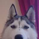 Подробнее об объявлении «Пятигорск Пропала собака хаски девочка» Фото: пропала собака Сибирская хаски «Пятигорск Пропала собака хаски девочка» в г. Пятигорск