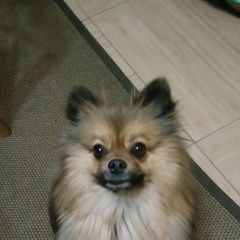 Подробнее об объявлении «Электроугли Пропала собака кобель, снт озерки» Фото: пропала собака Немецкий шпиц «Электроугли Пропала собака кобель, снт озерки» в г. Электроугли