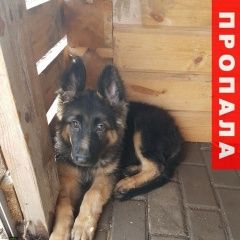 Подробнее об объявлении «Пропала собака кобель щенок немецкой овчарки Пермь» Фото: пропала собака Немецкая овчарка «Пропала собака кобель щенок немецкой овчарки Пермь» в г. Пермь