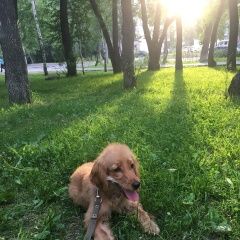 Подробнее об объявлении «Пропала собака помогите пожалуйста Томск» Фото: пропала собака Английский кокер-спаниель «Пропала собака помогите пожалуйста Томск» в г. Томск