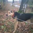 Подробнее об объявлении «Рыбинск Пропала собака» Фото: пропала собака  «Рыбинск Пропала собака» в г. Рыбинск