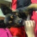 Подробнее об объявлении «Пропала собака Нижний Новгород» Фото: пропала собака  «Пропала собака Нижний Новгород» в г. Нижний Новгород