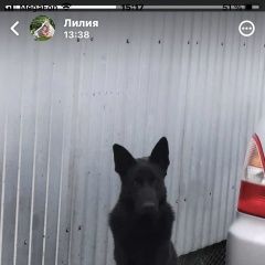 Подробнее об объявлении «Белореченск Пропала собака кобель» Фото: пропала собака Восточно-европейская овчарка «Белореченск Пропала собака кобель» в г. Белореченск