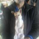 Подробнее об объявлении «Анапа Пропала собака кобель ребенок» Фото: пропала собака Чихуахуа «Анапа Пропала собака кобель ребенок» в г. Анапа