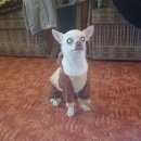 Подробнее об объявлении «Липецк Пропала собака кобель» Фото: пропала собака Чихуахуа «Липецк Пропала собака кобель» в г. Липецк