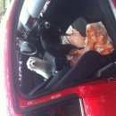 Подробнее об объявлении «Пропала собака кобель Нижний Новгород» Фото: пропала собака  «Пропала собака кобель Нижний Новгород» в г. Нижний Новгород