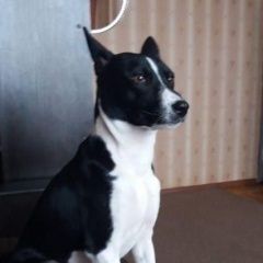 Подробнее об объявлении «Пропала собака кобель Санкт-Петербург» Фото: пропала собака  «Пропала собака кобель Санкт-Петербург» в г. Санкт-Петербург