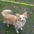 Подробнее об объявлении «Тосно Пропала собака» Фото: пропала собака  «Тосно Пропала собака» в г. Тосно