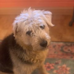 Подробнее об объявлении «Пропала собака кобель Троицк» Фото: пропала собака  «Пропала собака кобель Троицк» в г. Троицк