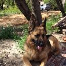 Подробнее об объявлении «Пропала собака кобель Новочеркасск» Фото: пропала собака Немецкая овчарка «Пропала собака кобель Новочеркасск» в г. Новочеркасск