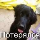 Подробнее об объявлении «Пропала собака кобель Екатеринбург» Фото: пропала собака  «Пропала собака кобель Екатеринбург» в г. Екатеринбург