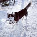 Подробнее об объявлении «Пропала собака кобель Зеленоград» Фото: пропала собака Сибирская хаски «Пропала собака кобель Зеленоград» в г. Зеленоград