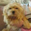 Подробнее об объявлении «Пропала собака помогите вернуть друга в семью Дмитров» Фото: пропала собака  «Пропала собака помогите вернуть друга в семью...» в г. Дмитров