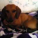 Подробнее об объявлении «Пропала собака кобель Самара» Фото: пропала собака Такса «Пропала собака кобель Самара» в г. Самара