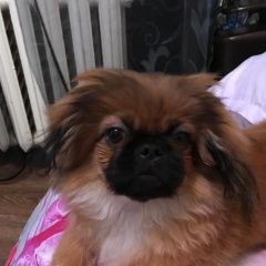 Подробнее об объявлении «Пропала собака кобель Южно-Сахалинск» Фото: пропала собака Пекинес «Пропала собака кобель Южно-Сахалинск» в г. Южно-Сахалинск