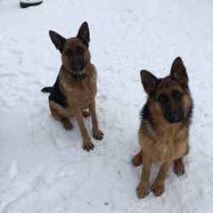 Подробнее об объявлении «Пропала собака, руза, тучково Звенигород» Фото: пропала собака Немецкая овчарка «Пропала собака, руза, тучково Звенигород» в г. Звенигород