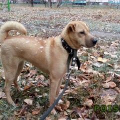 Подробнее об объявлении «Пропала собака Самара» Фото: пропала собака  «Пропала собака Самара» в г. Самара