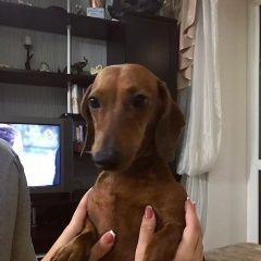 Подробнее об объявлении «Пропала собака самка Ростов-на-Дону» Фото: пропала собака Такса «Пропала собака самка Ростов-на-Дону» в г. Ростов-на-Дону