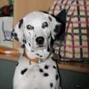 Подробнее об объявлении «Боровск Пропала собака далматин» Фото: пропала собака Далматин «Боровск Пропала собака далматин» в г. Боровск