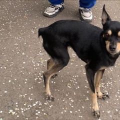 Подробнее об объявлении «шарыпово (красноярский край) Пропала собака» Фото: пропала собака Цвергпинчер (Карликовый пинчер) «шарыпово (красноярский край) Пропала собака» в г. Шарыпово  (Красноярский край)