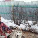 Подробнее об объявлении «Пропала собака кобель Дмитров» Фото: пропала собака  «Пропала собака кобель Дмитров» в г. Дмитров