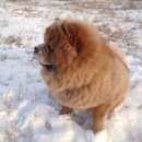 Подробнее об объявлении «Пропала собака Улан-Удэ» Фото: пропала собака Чау-чау «Пропала собака Улан-Удэ» в г. Улан-Удэ
