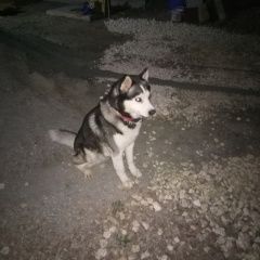 Подробнее об объявлении «Пропала собака кобель Симферополь» Фото: пропала собака Сибирская хаски «Пропала собака кобель Симферополь» в г. Симферополь