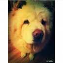 Подробнее об объявлении «Подольск Пропала собака» Фото: пропала собака Чау-чау «Подольск Пропала собака» в г. Подольск