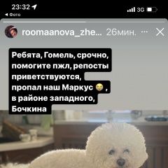 Подробнее об объявлении «Пропала собака Гомель» Фото: пропала собака Бишон-фриз «Пропала собака Гомель» в г. Гомель