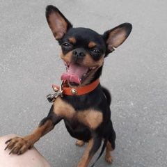 Подробнее об объявлении «Шахты Пропала собака» Фото: пропала собака Чихуахуа «Шахты Пропала собака» в г. Шахты