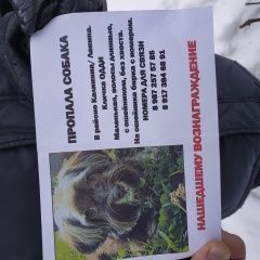 Подробнее об объявлении «Салават Пропала собака кобель одди с видной приметой(без хвоста)» Фото: пропала собака  «Салават Пропала собака кобель одди с видной...» в г. Салават