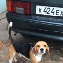 Подробнее об объявлении «Кропоткин Пропала собака кобель   порода бигль» Фото: пропала собака Бигль «Кропоткин Пропала собака кобель   порода бигль» в г. Кропоткин