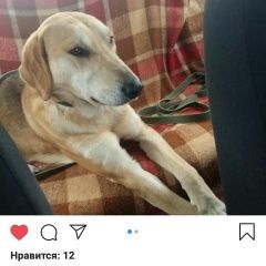 Подробнее об объявлении «Оренбург Пропала собака кобель» Фото: пропала собака Гончая «Оренбург Пропала собака кобель» в г. Оренбург