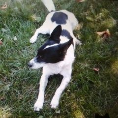 Подробнее об объявлении «Лабинск Пропала собака кобель» Фото: пропала собака  «Лабинск Пропала собака кобель» в г. Лабинск