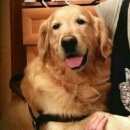 Подробнее об объявлении «Пропала собака кобель золотистый ретривер Нижний Новгород» Фото: пропала собака Голден ретривер «Пропала собака кобель золотистый ретривер...» в г. Нижний Новгород