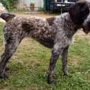 Подробнее об объявлении «Пропала собака дратхаар Электросталь» Фото: пропала собака Дратхаар «Пропала собака дратхаар Электросталь» в г. Электросталь