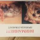 Подробнее об объявлении «Пропала собака вознаграждение Валуево» Фото: пропала собака Йоркширский терьер «Пропала собака вознаграждение Валуево» в г. Валуево