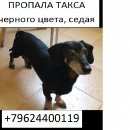 Подробнее об объявлении «Пропала собака кобель такса, черного цвета Ставрополь» Фото: пропала собака Такса «Пропала собака кобель такса, черного цвета...» в г. Ставрополь
