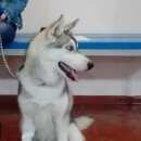 Подробнее об объявлении «Пропала собака кобель нуждается в постоянном мед. контроле Симферополь» Фото: пропала собака Сибирская хаски «Пропала собака кобель нуждается в постоянном...» в г. Симферополь